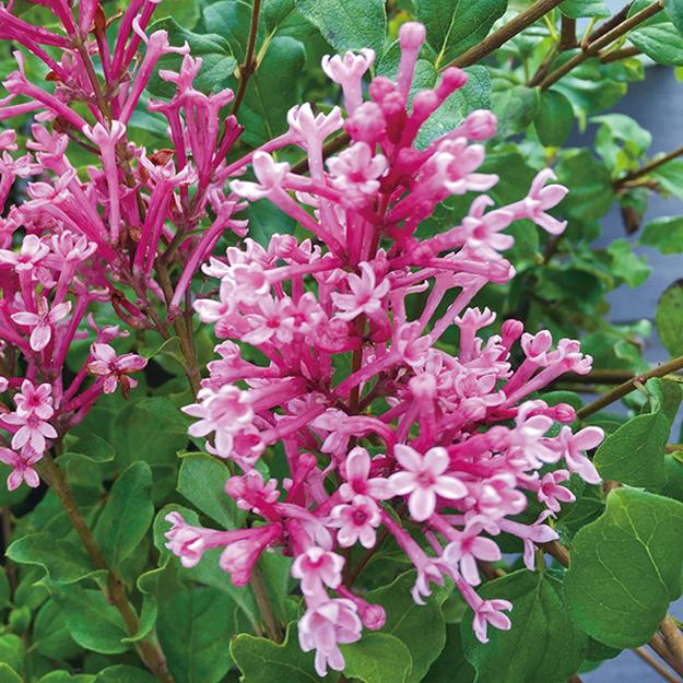 ライラックの樹様 さっぽろライラックまつり2024｜🍀GreenSnap（グリーンスナップ）