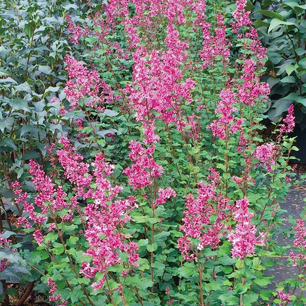 ライラックの樹様 ライラックが咲き始めました | 豊平公園 - 札幌市公園緑化協会