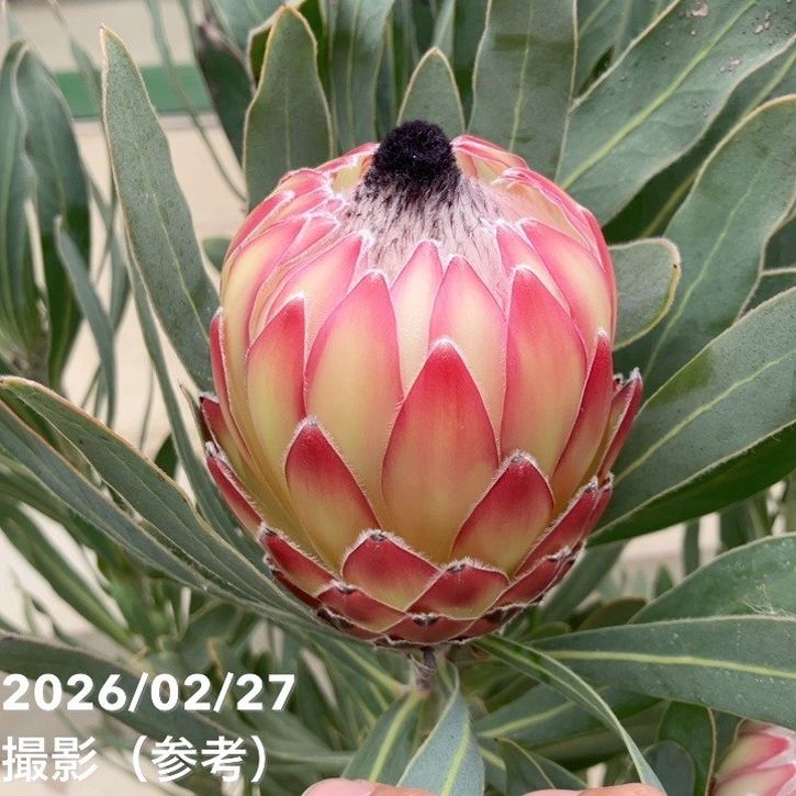 お買い得 現品お届け】プロテア ポッサムマジック（3花付き）7号｜花木