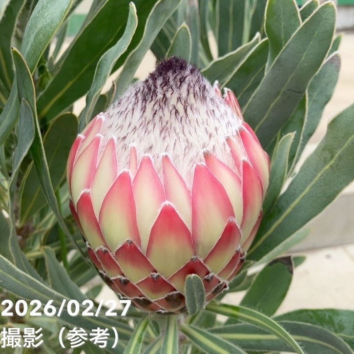 【お買い得 現品お届け】プロテア ポッサムマジック(3花付き)7号|花木10-TU