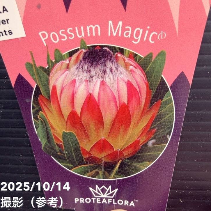 特価 現品お届け】プロテア ポッサムマジック（4花付き）7号｜花木10