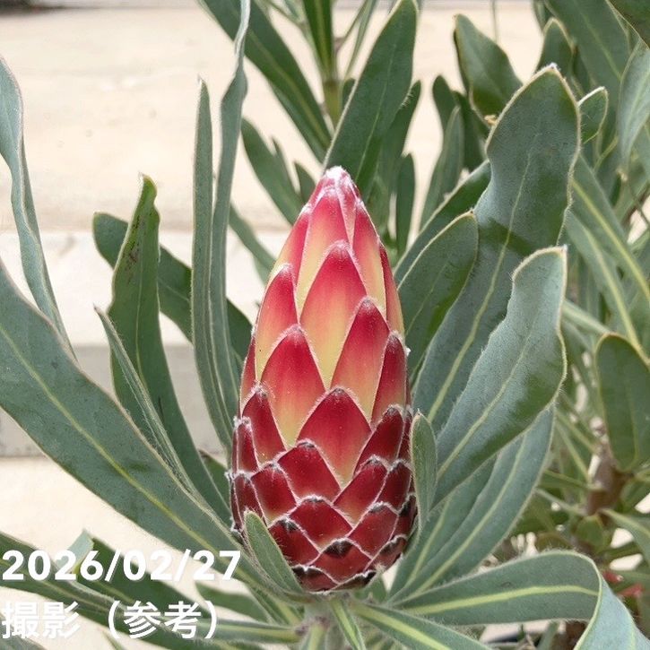 【お買い得 現品お届け】プロテア ポッサムマジック(3花付き)7号|花木10-TU