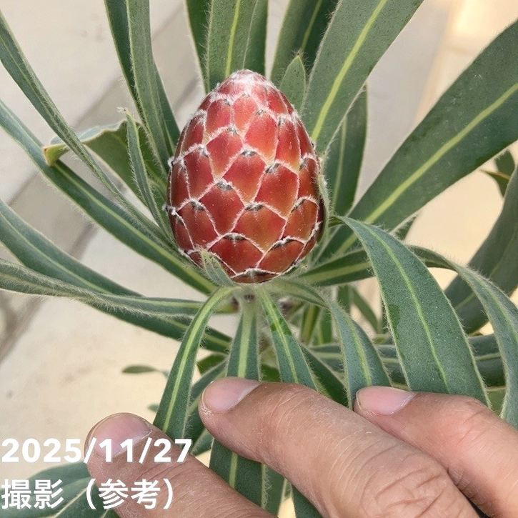 お買い得 現品お届け】プロテア ポッサムマジック（3花付き）7号｜花木