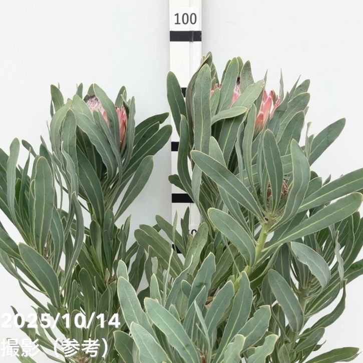 プロテアポッサムマジック　1 大株2フラワー プロテア ポッサムマジック | 多気園芸 Online Shop