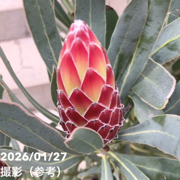 お買い得 現品お届け】プロテア ポッサムマジック（3花付き）7号｜花木