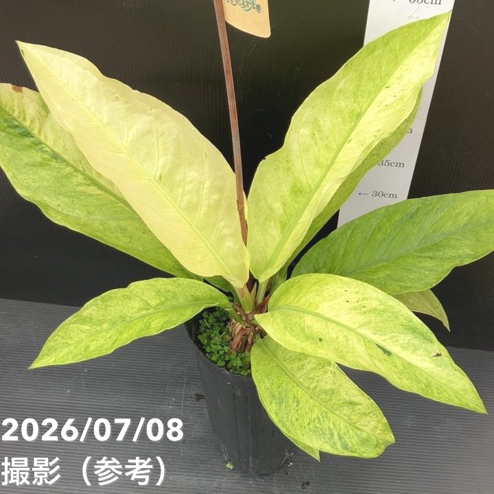 決算P5倍！10%OFF！8/2まで】アンスリウム フーケリー斑入り 5号ロング