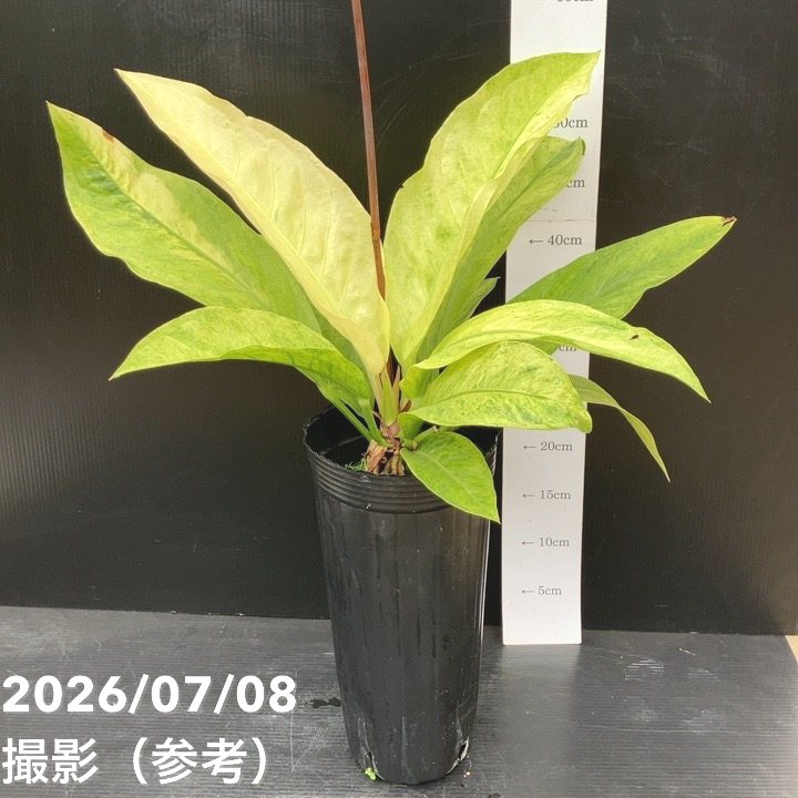 アンスリウム フーケリー 斑入り 5号鉢 決算P5倍！10%OFF！8/2まで】アンスリウム フーケリー斑入り 5号ロング