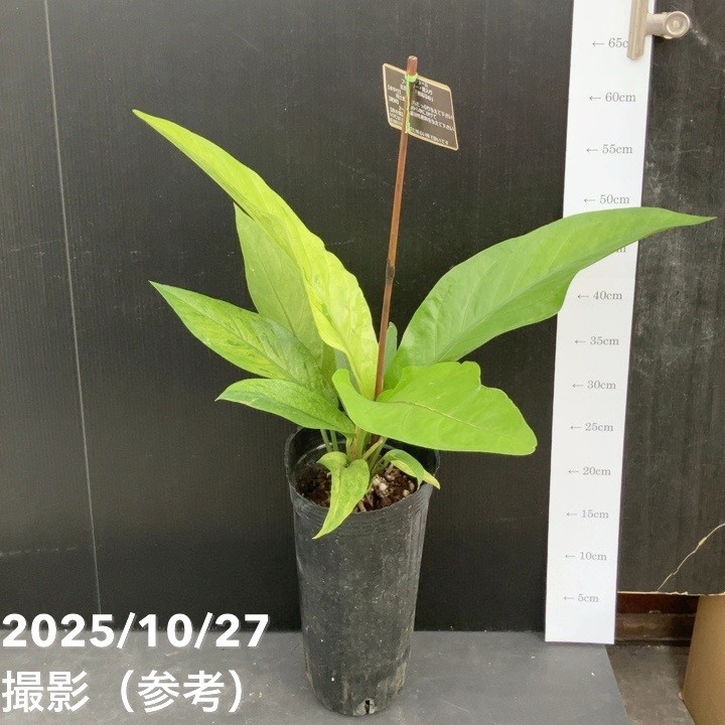 アンスリウム フーケリー斑入り 5号ロングポット｜観葉10-TU | 観葉