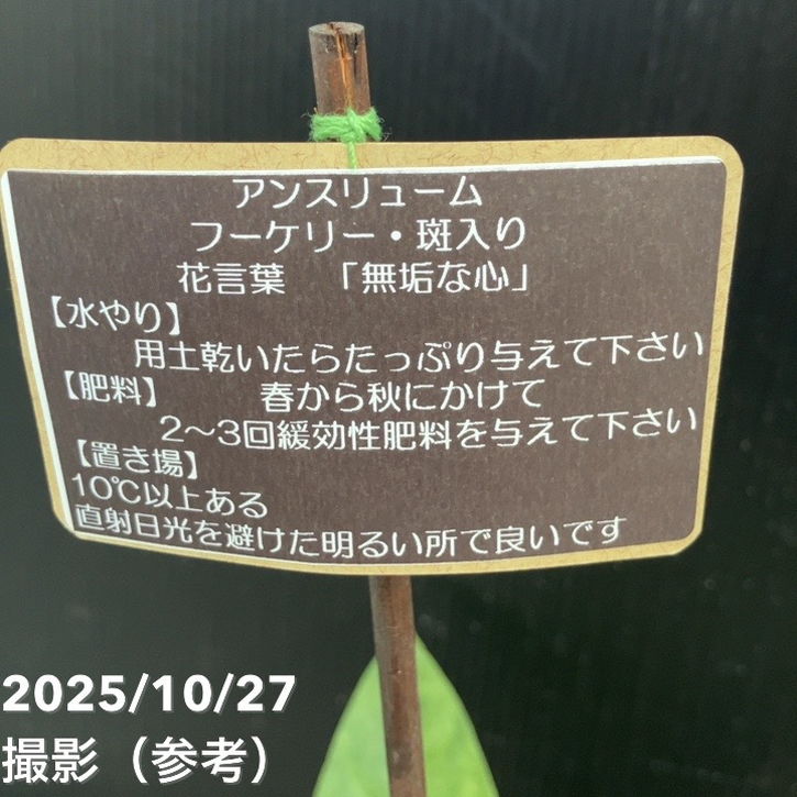 アンスリウム フーケリー斑入り 5号ロングポット｜観葉10-TU | 観葉