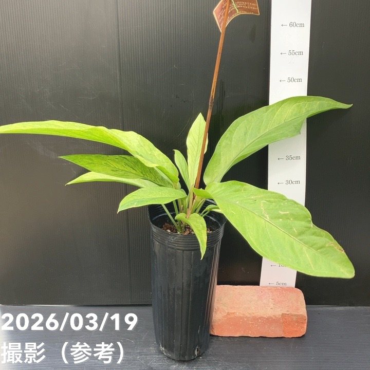 斑入り　アンスリウム　ハイブリッド　ピンク斑　希少　送料無料 アンスリウム ピンクチャンピョン斑入り(Anthurium 'Pink Champion