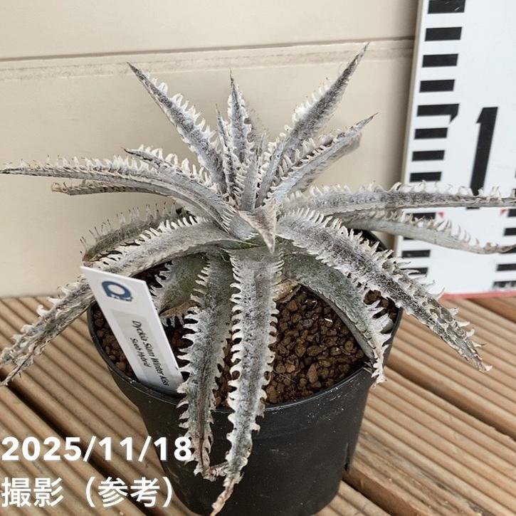 ディッキア サイアムウィンターキス 'siam winter kiss' sueb hybrid 3