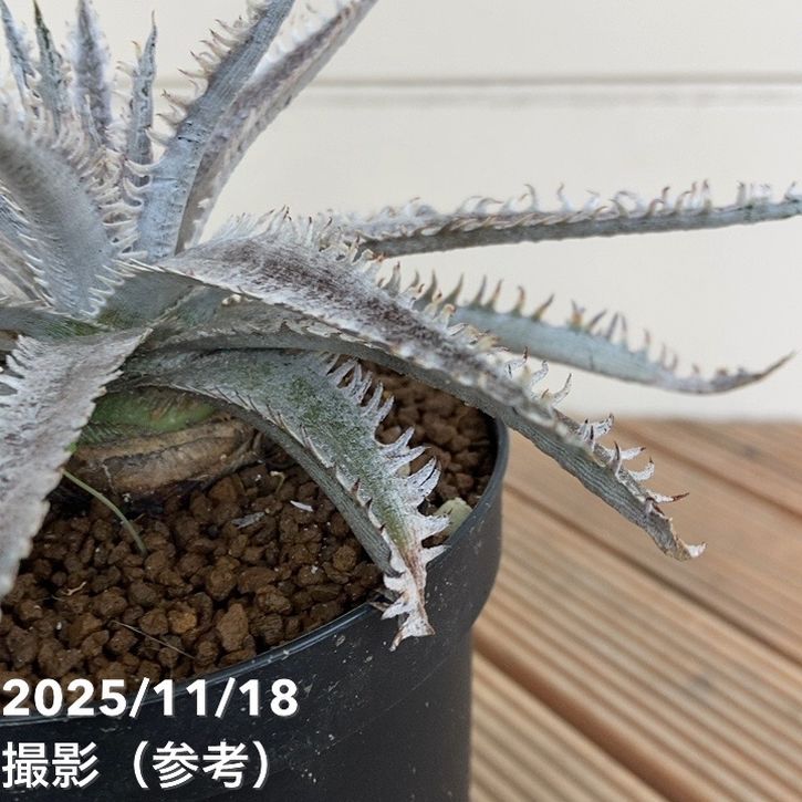ディッキア サイアムウィンターキス 'siam winter kiss' sueb hybrid 3