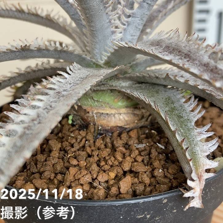 ディッキア サイアムウィンターキス 'siam winter kiss' sueb hybrid 3