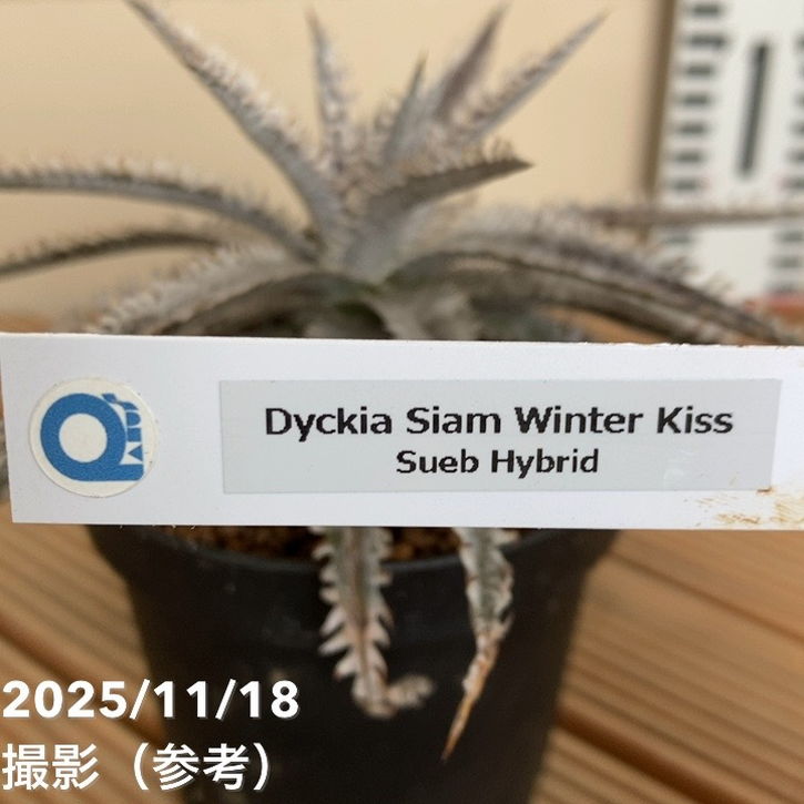 ディッキア サイアムウィンターキス 'siam winter kiss' sueb hybrid 3