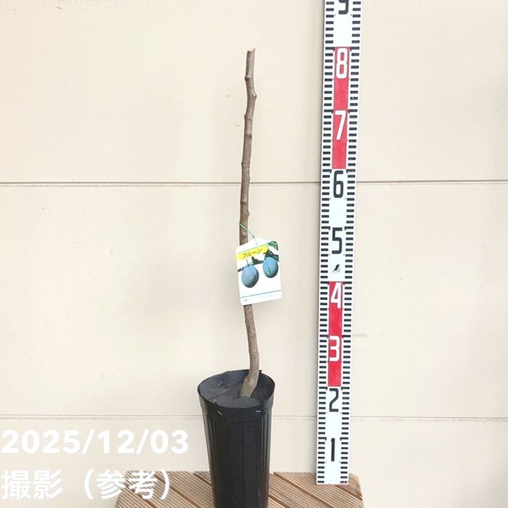 プルーン シュガー 4号ロングポット|果樹04-PA