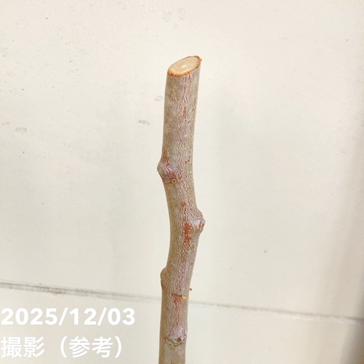 プルーン シュガー 4号ロングポット|果樹04-PA