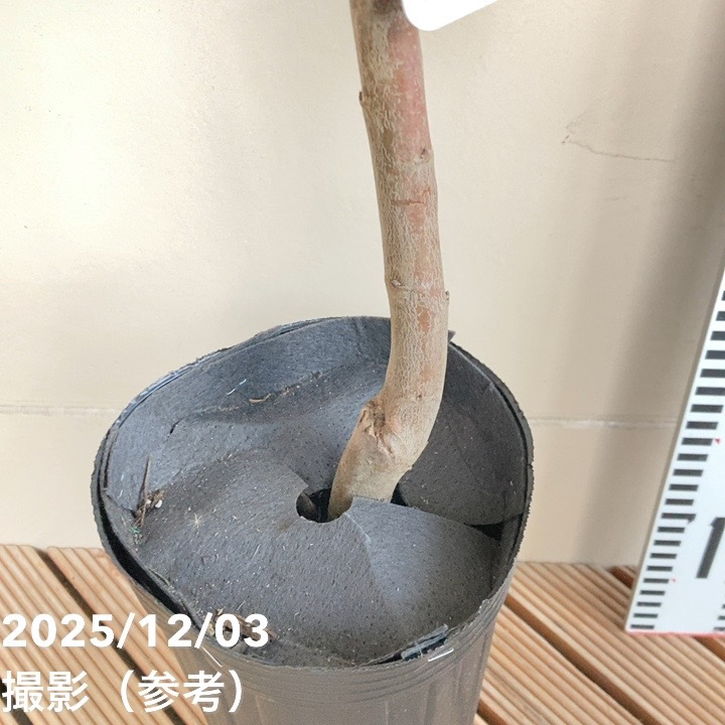 プルーン シュガー 4号ロングポット|果樹04-PA