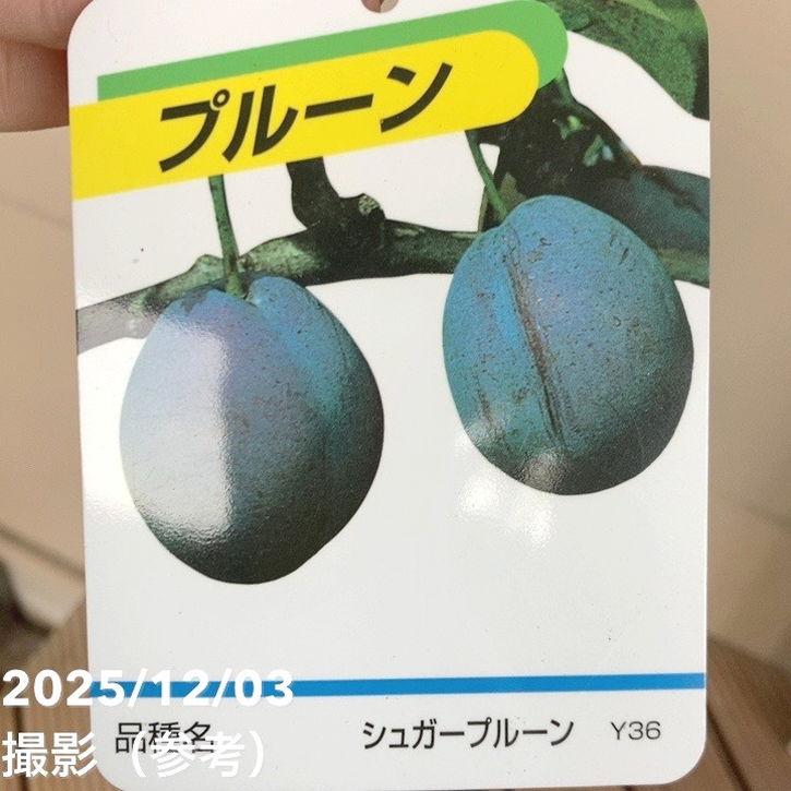 プルーン シュガー 4号ロングポット|果樹04-PA