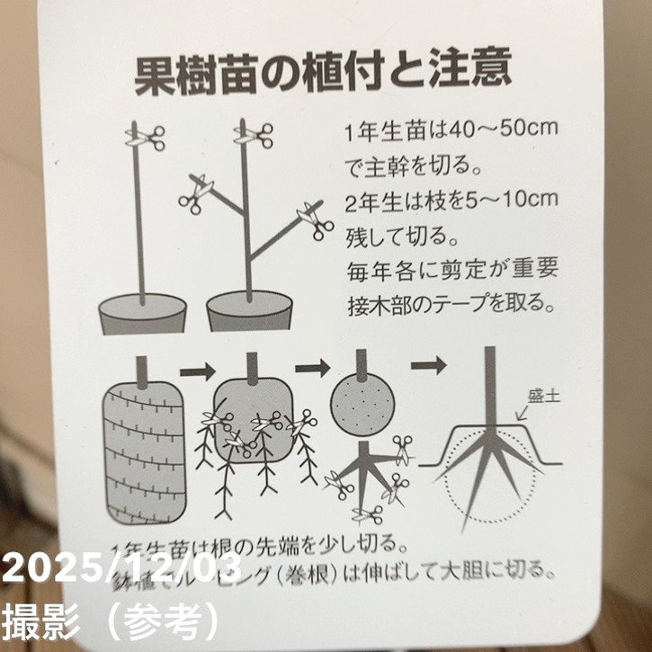 プルーン シュガー 4号ロングポット|果樹04-PA