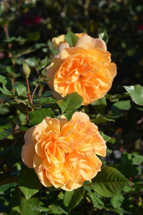 バラ大苗 リヒト 7号 ロサ・オリエンティスプログレッシオ｜花木04-PA