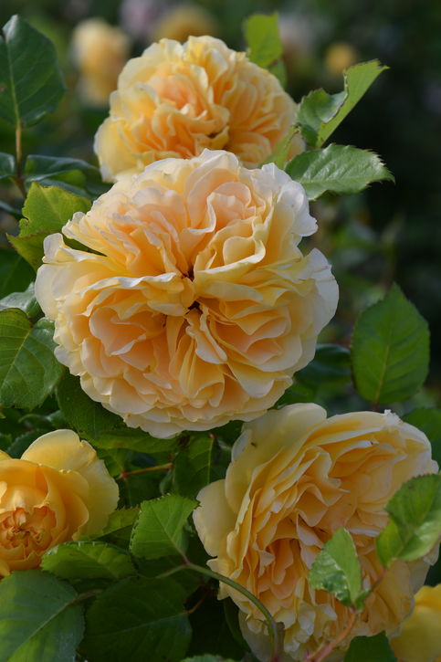 バラ大苗 リヒト 7号 ロサ・オリエンティスプログレッシオ｜花木04-PA