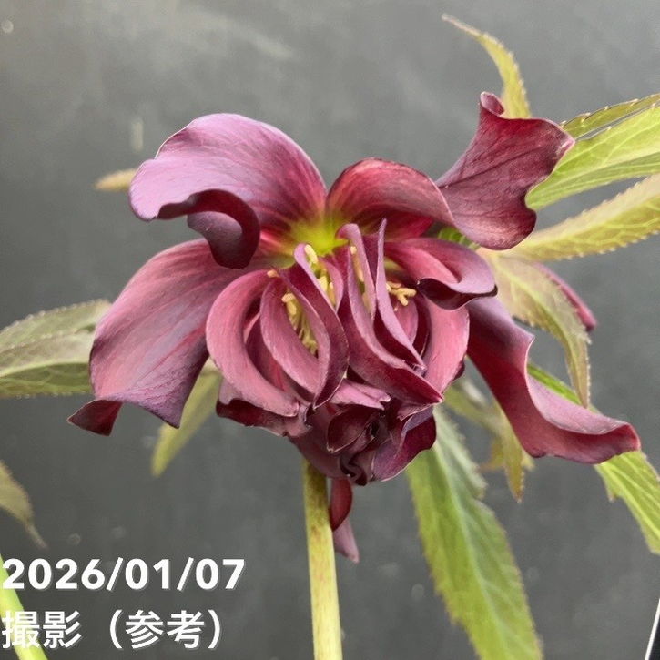 バカ息子と親バカ クリスマスローズ 追加分 バカ息子と親バカ クリスマスローズ 追加分 1F|クリスマスローズ入荷