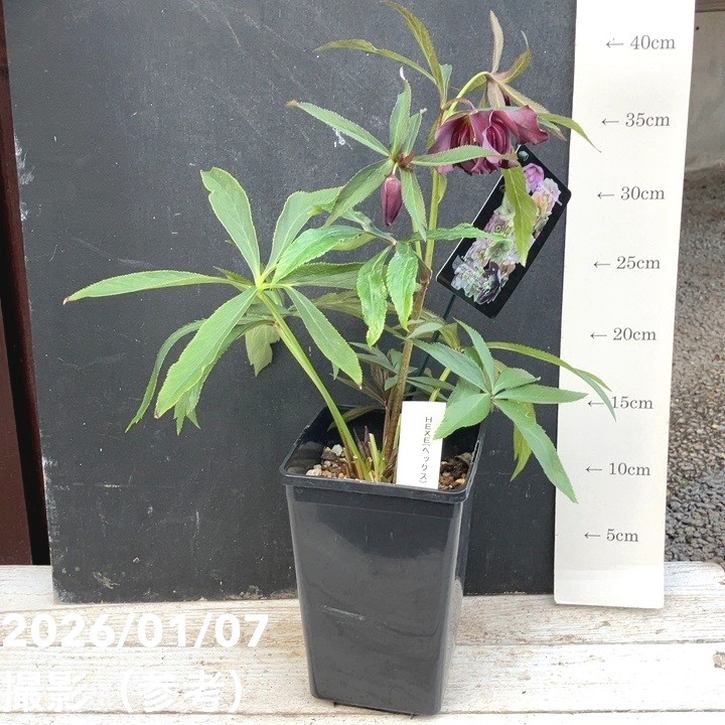 引き取り限定　植物 一点物】堀切園 クリスマスローズ ウィンターシンフォニー HEXE