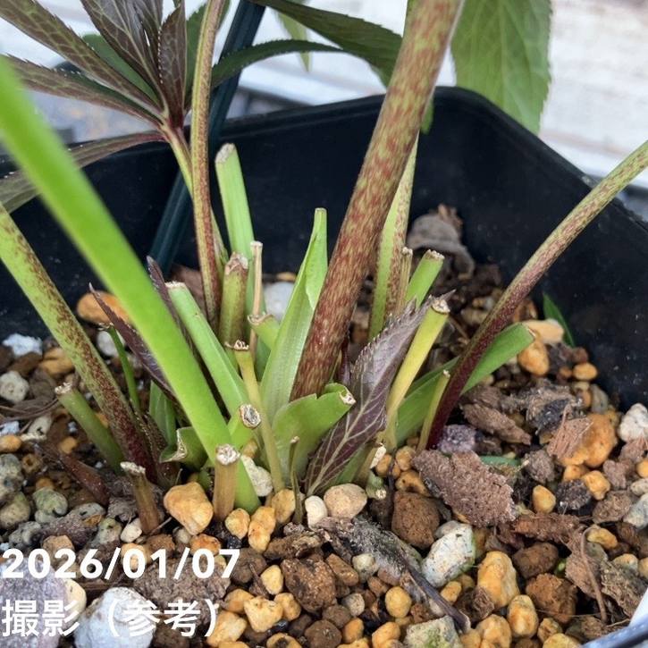 一点物】堀切園 クリスマスローズ ウィンターシンフォニー HEXE