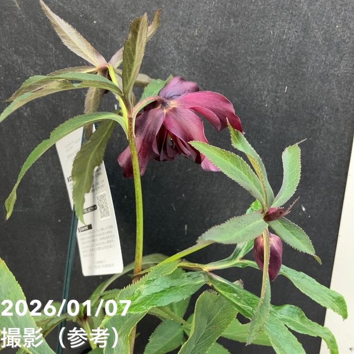 一点物】堀切園 クリスマスローズ ウィンターシンフォニー HEXE