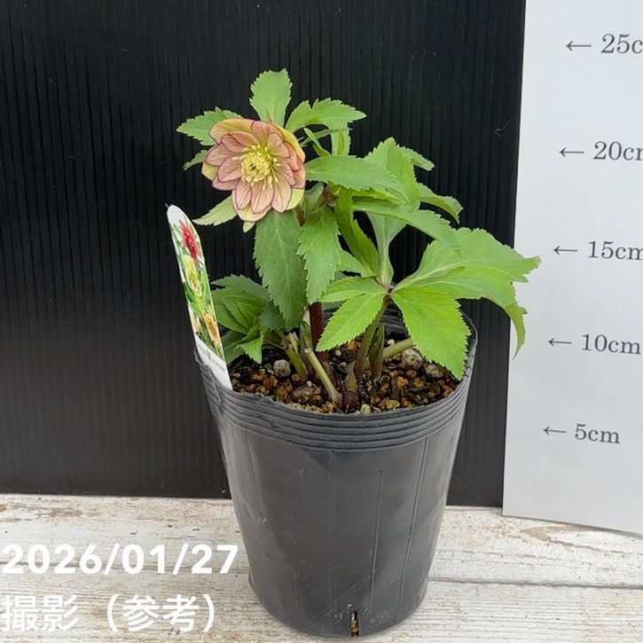 一点物】花郷園 クリスマスローズ 4.5号（KG5）｜山野04-PA | 草花