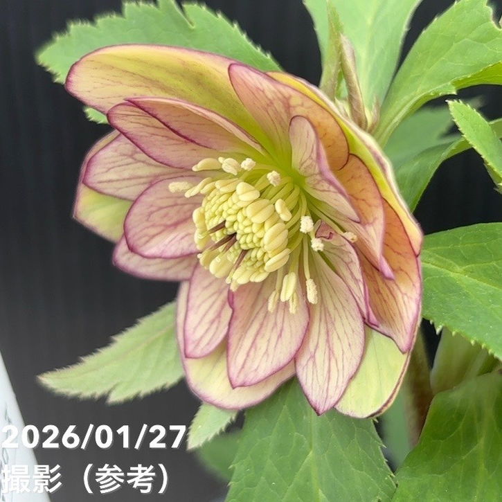 一点物】花郷園 クリスマスローズ 4.5号（KG5）｜山野04-PA | 草花