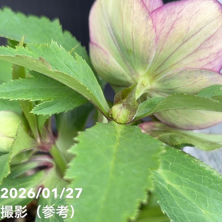 一点物】花郷園 クリスマスローズ 4.5号（KG5）｜山野04-PA | 草花