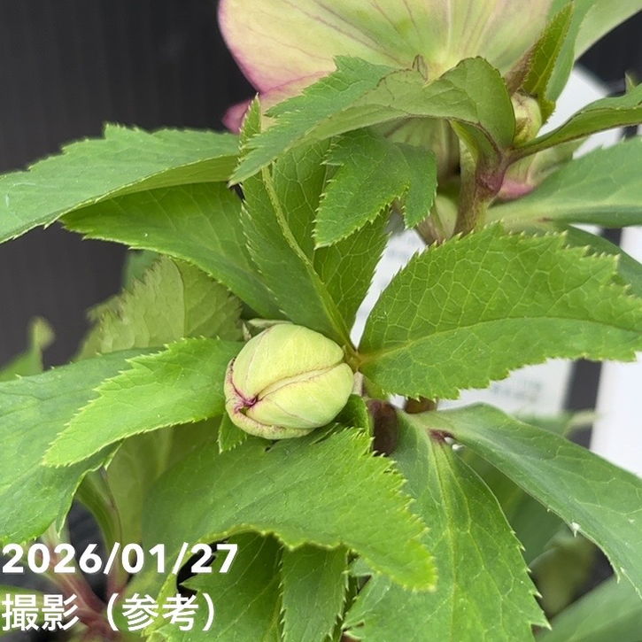 一点物】花郷園 クリスマスローズ 4.5号（KG5）｜山野04-PA | 草花