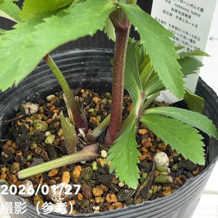 一点物】花郷園 クリスマスローズ 4.5号（KG5）｜山野04-PA | 草花