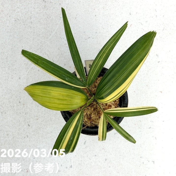 観音竹　カンノンチク　16 決算P5倍！10%OFF！8/2まで】【現品お届け】観音竹 カンノンチク 天満