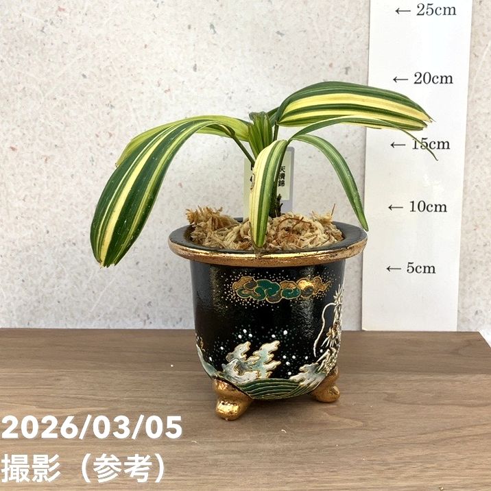 決算P5倍！10%OFF！8/2まで】【現品お届け】観音竹 カンノンチク 天満