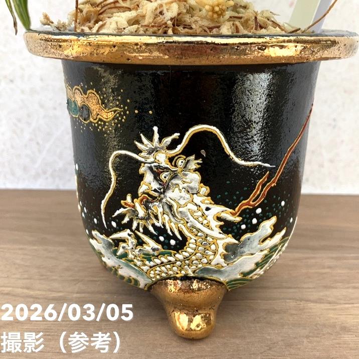 65周年記念セール】【現品お届け】観音竹 カンノンチク 天満錦 てん