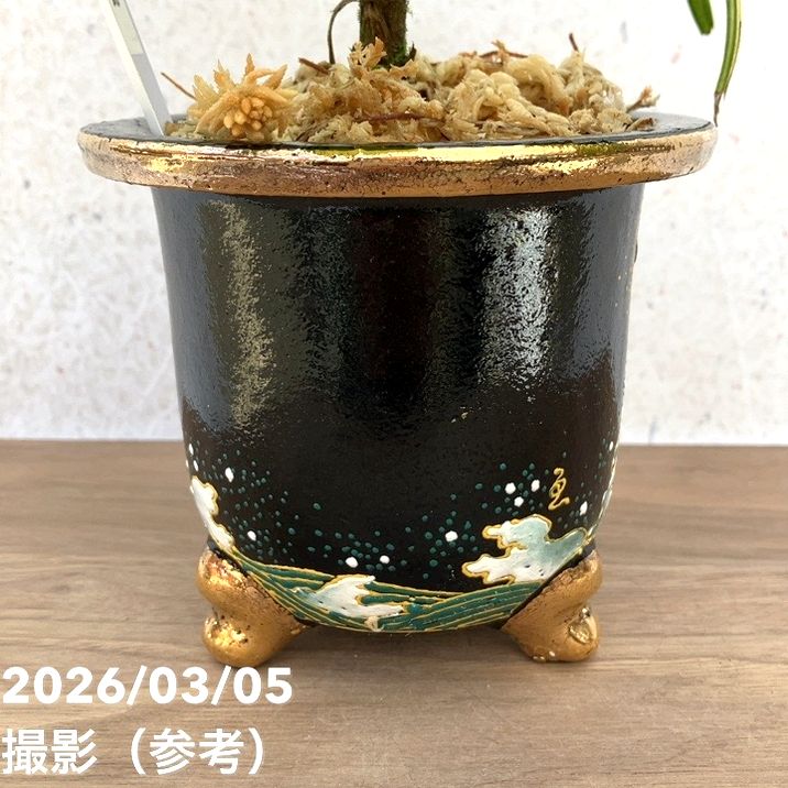 決算P5倍！10%OFF！8/2まで】【現品お届け】観音竹 カンノンチク 天満