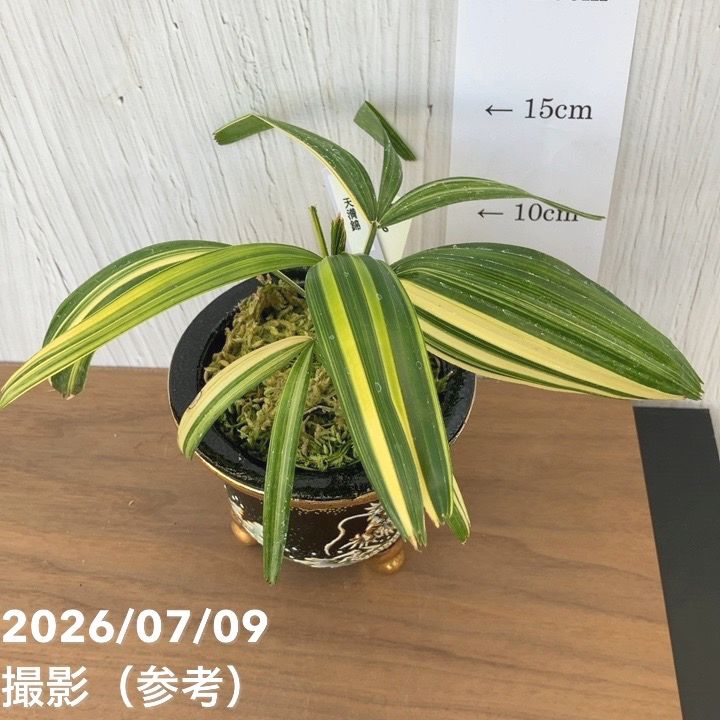 決算P5倍！10%OFF！8/2まで】【現品お届け】観音竹 カンノンチク 天満
