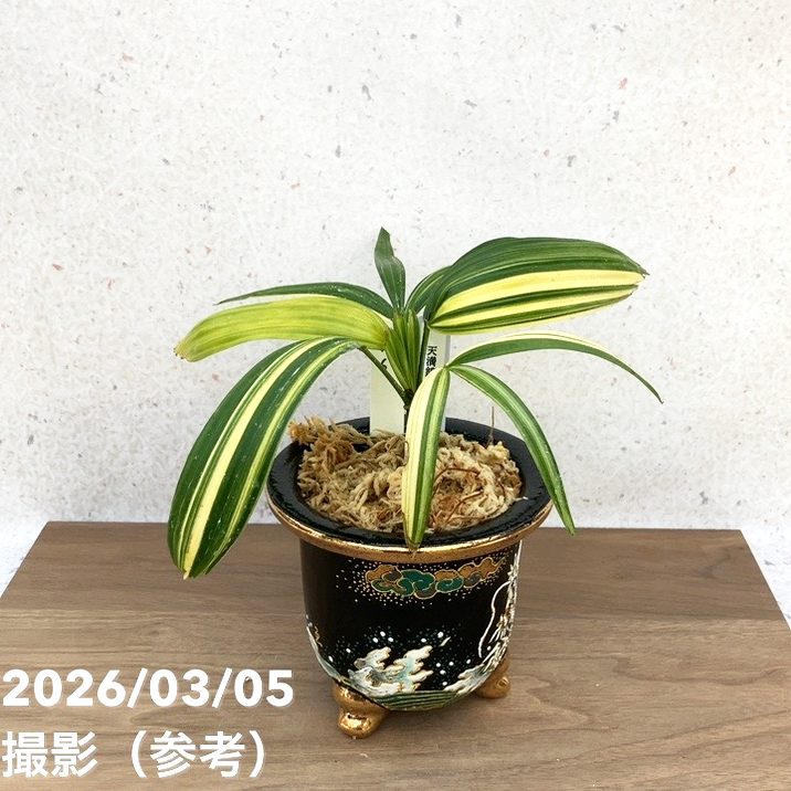 決算P5倍！10%OFF！8/2まで】【現品お届け】観音竹 カンノンチク 天満