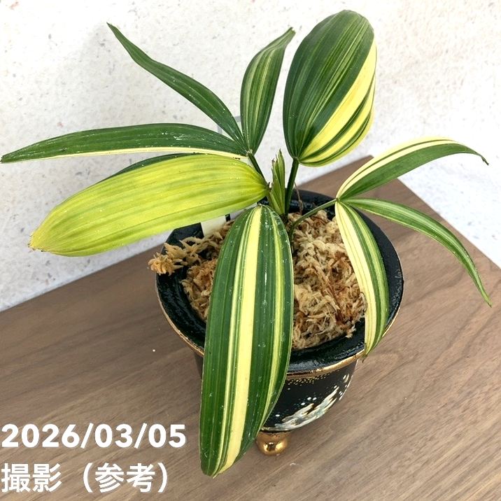 現品お届け】観音竹 カンノンチク 天満錦 てんまんにしき 錦鉢（K6
