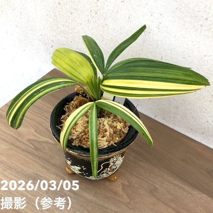 65周年記念セール】【現品お届け】観音竹 カンノンチク 天満錦 てん