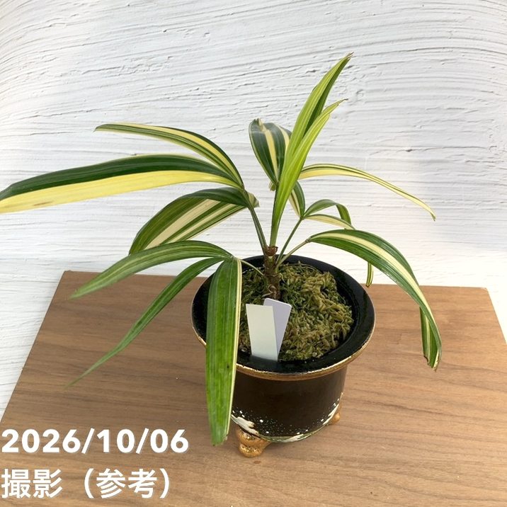 お買い得！1/5まで】【現品お届け】観音竹 カンノンチク 天満錦 てん