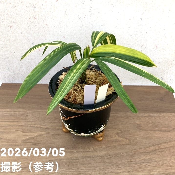 65周年記念セール】【現品お届け】観音竹 カンノンチク 天満錦 てん