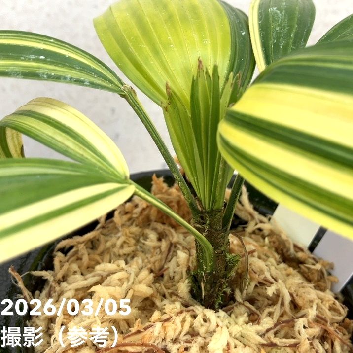 決算P5倍！10%OFF！8/2まで】【現品お届け】観音竹 カンノンチク 天満