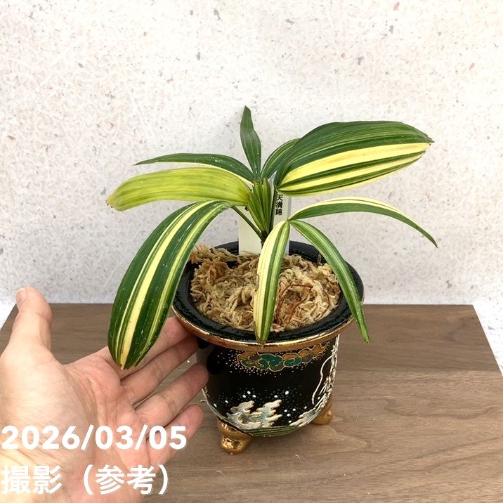 65周年記念セール】【現品お届け】観音竹 カンノンチク 天満錦 てん