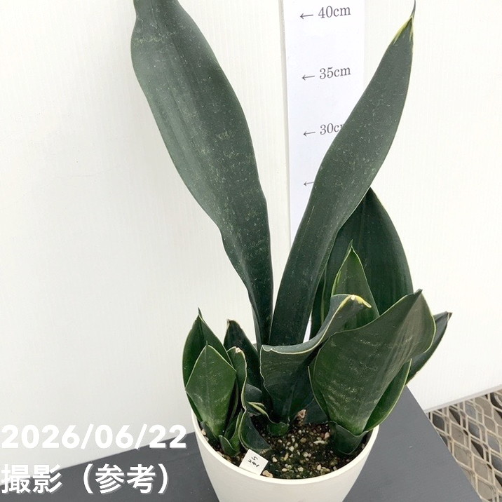 決算P5倍！10%OFF！8/2まで】【現品お届け】サンスベリア 5号 ブラック