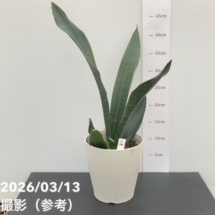 現品お届け】サンスベリア 5号 ブラックフレーム 枝変わり（S241