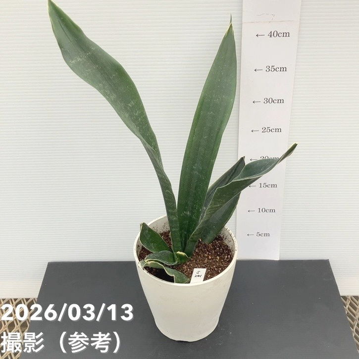 匿名配送【週末オークション】reza産　胴切り天　アガベ　サンフレイム　大きめ 現品お届け】サンスベリア 5号 ブラックフレーム 枝変わり（S241