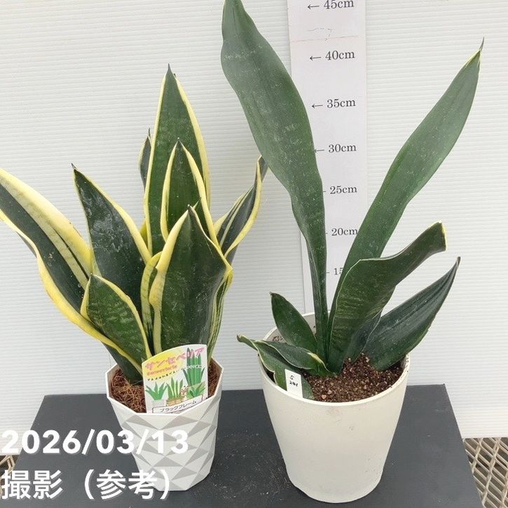 サンスベリア 現品お届け】サンスベリア 3号 バリースター 斑入り（S106）｜観葉02